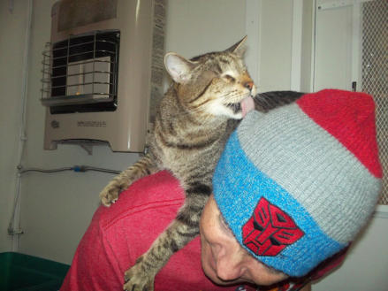 Silly Chester licking a hat