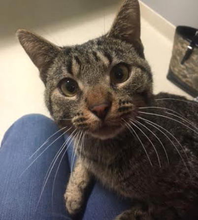 Tom is a sweet FELV+ tabby living in his forever home at Blind Cat Rescue