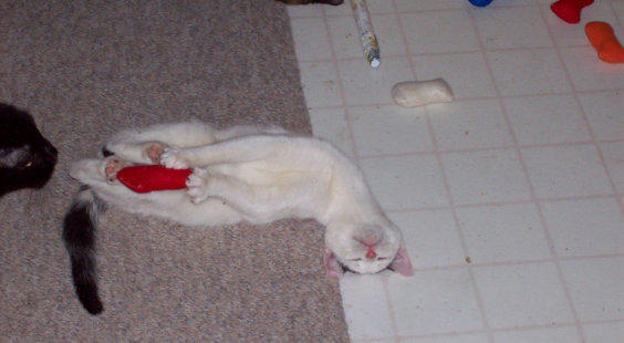 Casper loves his catnip toys