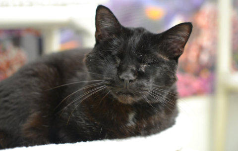 Blind Cat Rescue is a life time care sanctuary for blind, FIV ...