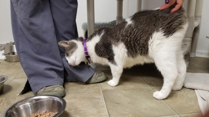 Blind Cat Rescue is a life time care sanctuary for blind, FIV