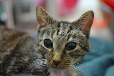 Blind Cat Rescue & Sanctuary - A life time care sanctuary for blind ...