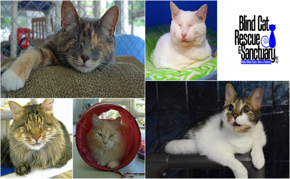Petco Donates $2,000 to Blind Cat Sanctuary